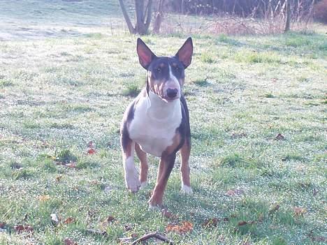 Bullterrier Freya ++Hvil min pige++ - Freya totalt på vagt tidligt morgen billede 1