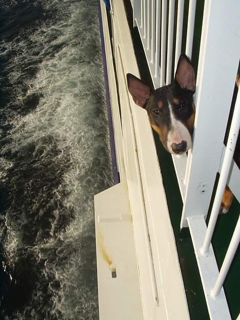 Bullterrier Freya ++Hvil min pige++ - ude og sejle på en færge billede 2