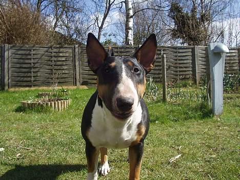 Bullterrier Freya ++Hvil min pige++ - heyy.. billede 3