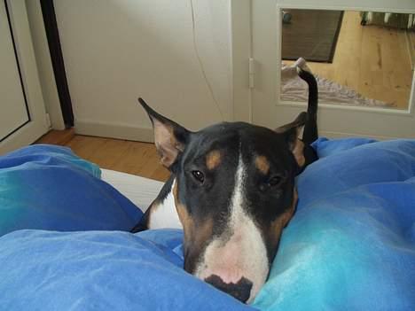 Bullterrier Freya ++Hvil min pige++ - Må jeg ikk nok komme op...?? billede 4