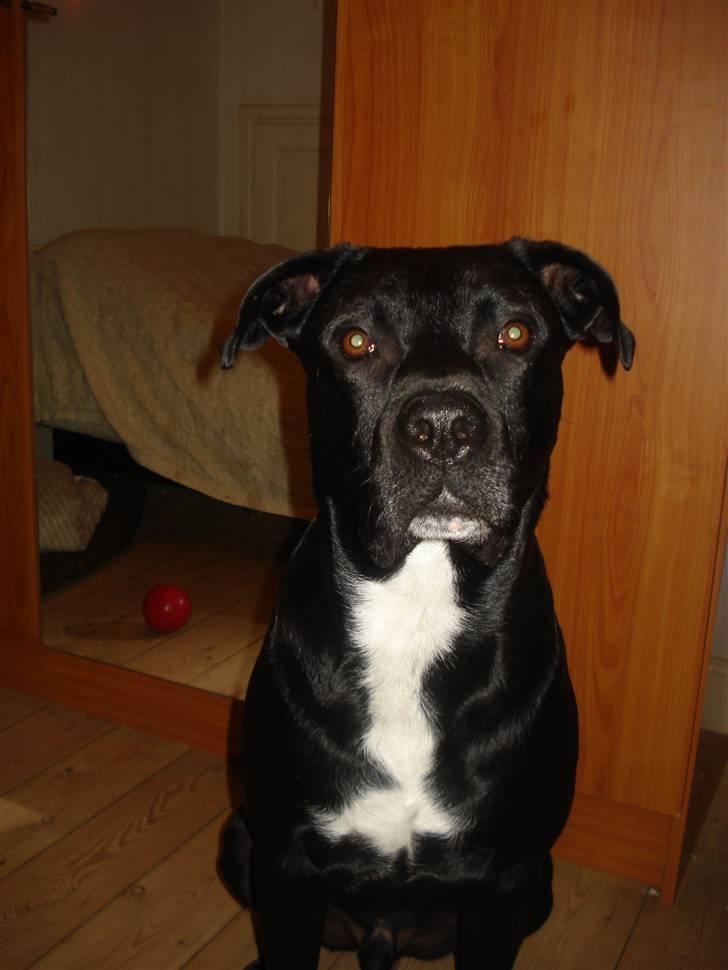 Blanding af racer Tjalfe - December 2007 billede 16