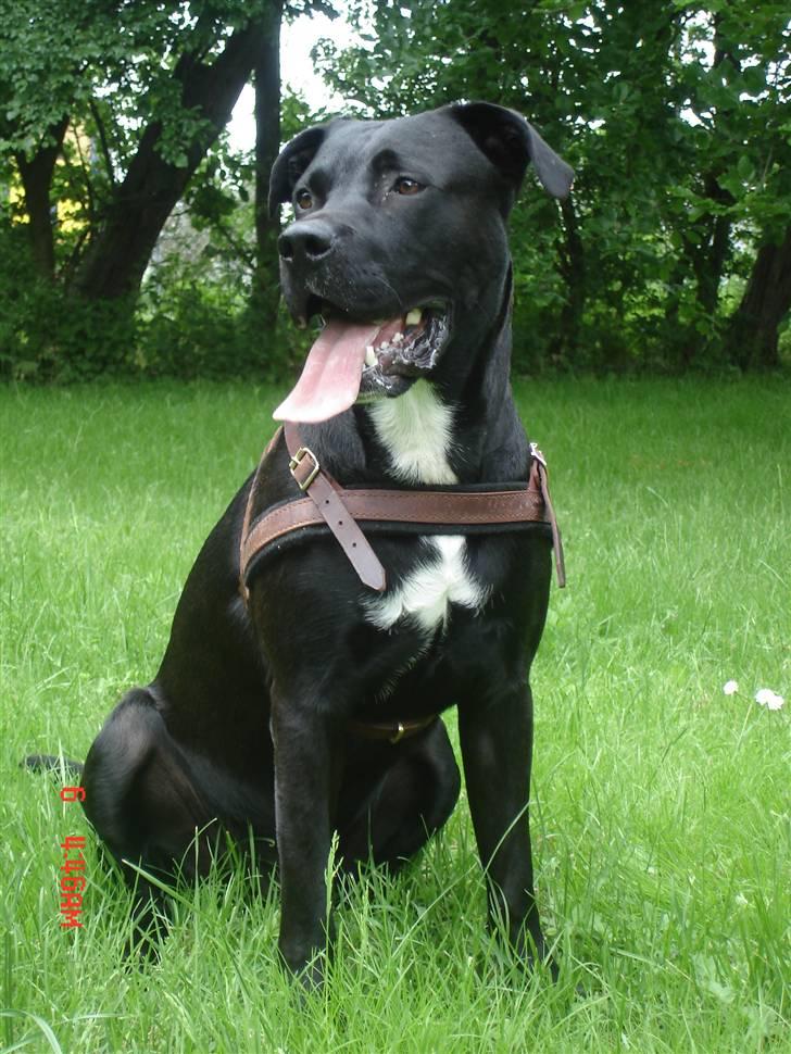 Blanding af racer Tjalfe - Juni 2007 billede 18