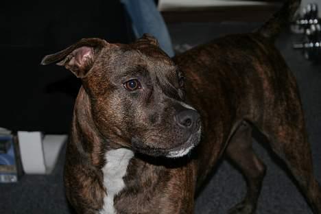 Amerikansk staffordshire terrier Zulu aka. Pølse (himmelhund) billede 1