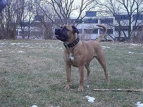 Blanding af racer Tøsen - slip så den pind billede 15