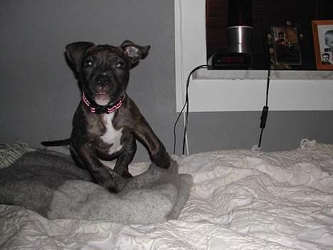 Amerikansk staffordshire terrier Zulu aka. Pølse (himmelhund) billede 2