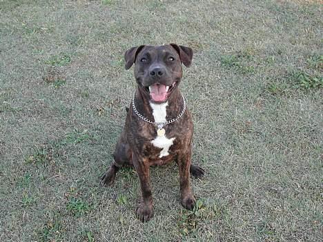 Amerikansk staffordshire terrier Zulu aka. Pølse (himmelhund) billede 3