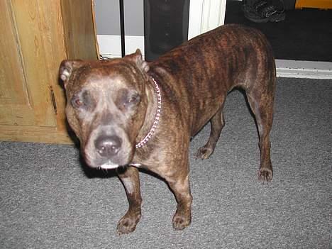 Amerikansk staffordshire terrier Zulu aka. Pølse (himmelhund) billede 4