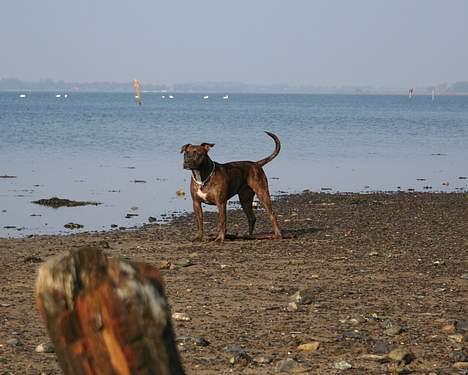 Amerikansk staffordshire terrier Zulu aka. Pølse (himmelhund) billede 5