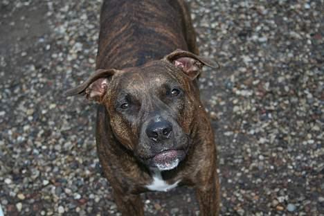 Amerikansk staffordshire terrier Zulu aka. Pølse (himmelhund) billede 6