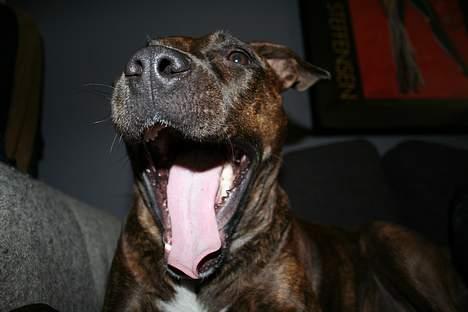 Amerikansk staffordshire terrier Zulu aka. Pølse (himmelhund) billede 7