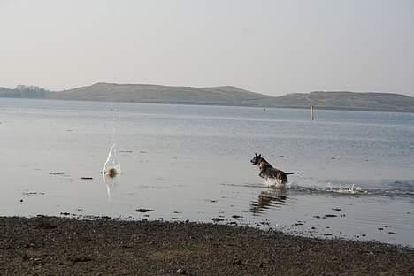Amerikansk staffordshire terrier Zulu aka. Pølse (himmelhund) billede 8