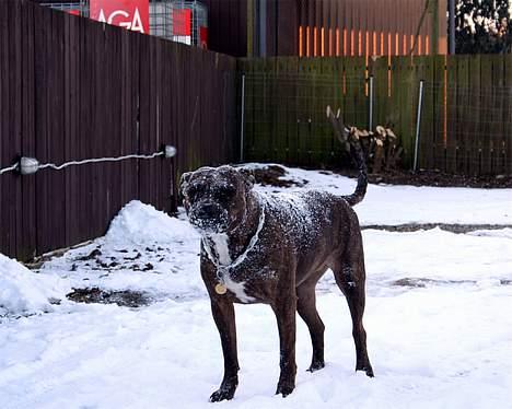 Amerikansk staffordshire terrier Zulu aka. Pølse (himmelhund) billede 9