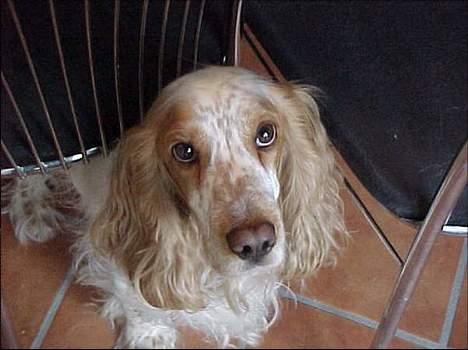 Cocker spaniel Sep - det bedste billede der er taget af ham.. her er han bare dejlig... billede 9