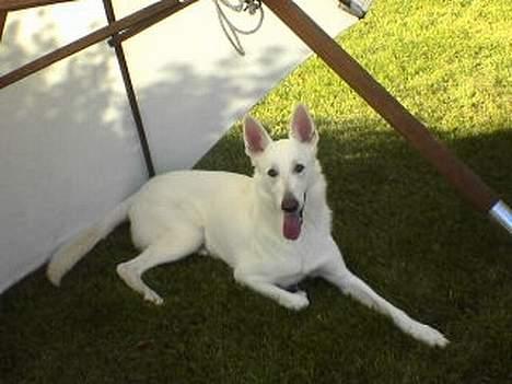 Hvid Schweizisk Hyrdehund charli billede 1