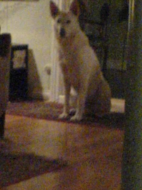 Hvid Schweizisk Hyrdehund charli billede 2