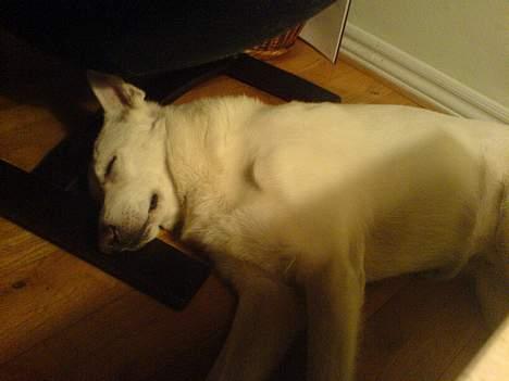 Hvid Schweizisk Hyrdehund charli billede 3