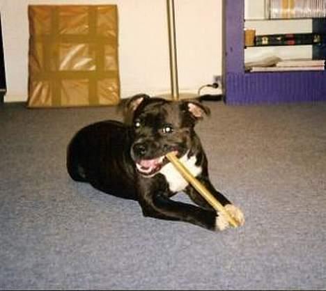 Staffordshire bull terrier Zar.     født 20/7-1997 - Se hvor fint jeg holder mit ben.. billede 11