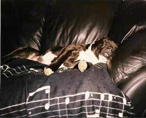 Staffordshire bull terrier Zar.     født 20/7-1997 - Zar, ca 3 år og alt for lækker.. billede 12