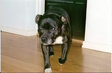 Staffordshire bull terrier Zar.     født 20/7-1997 - Zar - på sine ældre dage.. billede 13