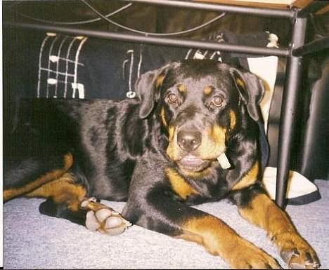 Rottweiler Cherrie.  født 22/12-1998 billede 13