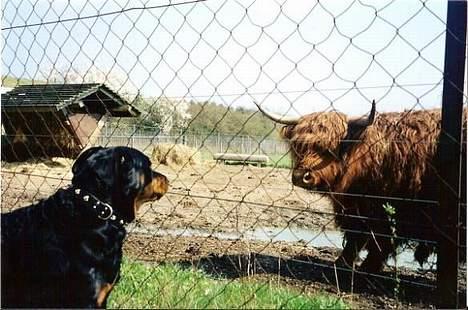 Rottweiler Cherrie.  født 22/12-1998 billede 14