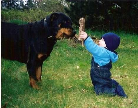 Rottweiler Cherrie.  født 22/12-1998 billede 15