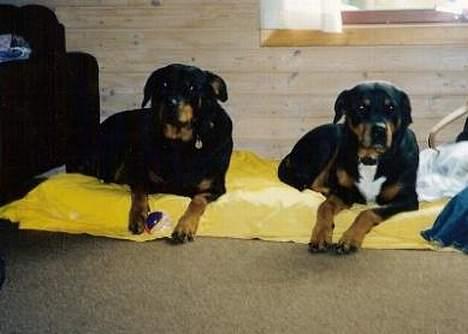 Rottweiler Cherrie.  født 22/12-1998 billede 16