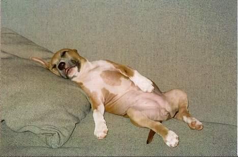 Amerikansk staffordshire terrier Nala. født 18/5-2005 - Slap lig´ af billede 18