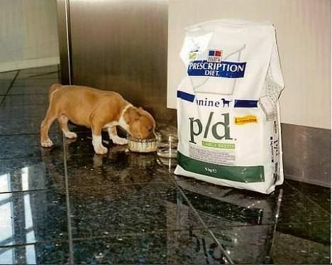 Amerikansk staffordshire terrier Nala. født 18/5-2005 - Nala, 9 uger gammel..  billede 19