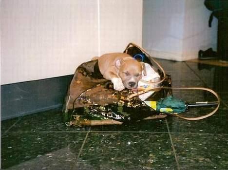 Amerikansk staffordshire terrier Nala. født 18/5-2005 - Efter en lang dag på stranden..  billede 20