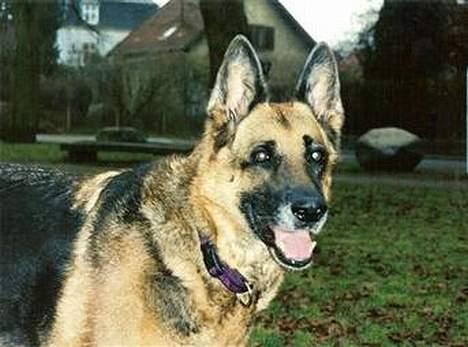 Schæferhund Leika 22/1-95 - 10/12-04 - December 2004 billede 1
