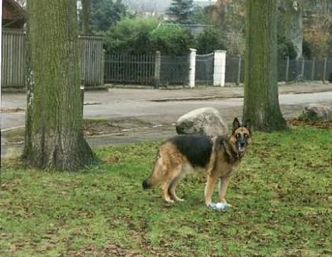 Schæferhund Leika 22/1-95 - 10/12-04 - Leika knapt 10 år billede 2