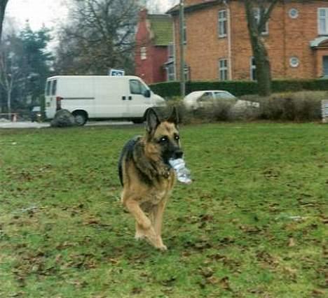 Schæferhund Leika 22/1-95 - 10/12-04 - Elsker at lege med flasker.. billede 3