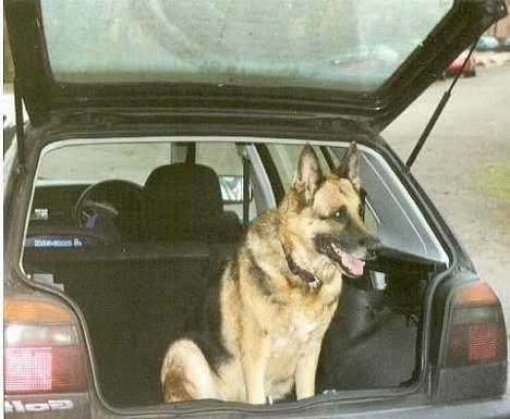 Schæferhund Leika 22/1-95 - 10/12-04 - Så der afgang billede 4