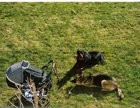 Schæferhund Leika 22/1-95 - 10/12-04 - Vi skal nok passe på Lucas.. billede 7