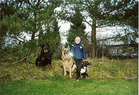 Schæferhund Leika 22/1-95 - 10/12-04 - Lucas med sine hunde, december 2004.. billede 8
