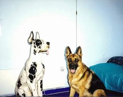 Schæferhund Leika 22/1-95 - 10/12-04 - Ham kan jeg li´ - år 1999 -  billede 9