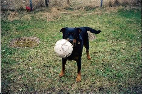 Rottweiler Cherrie.  født 22/12-1998 billede 17