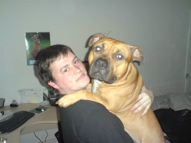 Amerikansk staffordshire terrier odin R.I.P 08/10/08 - min dreng....JEG VIL ALTID SAVNE DIG R.I.P. billede 1