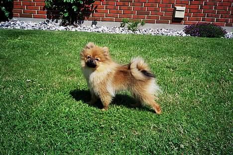 Pomeranian Uno - Dejlig med en go sommerdag.. mmm.. billede 1