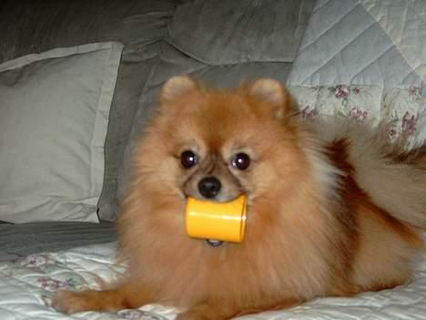 Pomeranian Uno - Ha´! jeg fik den.. billede 2