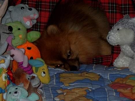 Pomeranian Uno - Hvad er poms og hvad er bamse?? billede 3