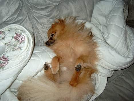 Pomeranian Uno - Zzzzzzz... billede 4