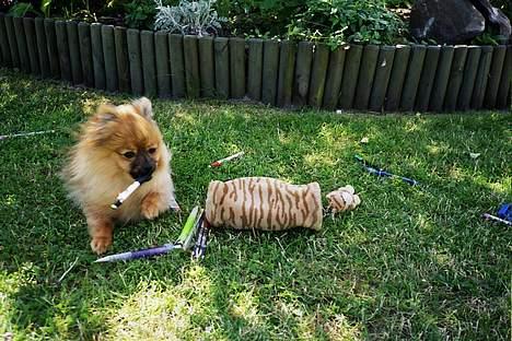 Pomeranian Uno - Hjælper li Christina med at finde blyanten.. billede 5