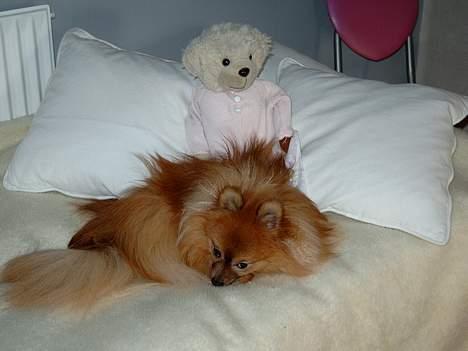 Pomeranian Uno - Venter på at Christina kommer hjem fra skole.. Det sådan en lang dag.. billede 6