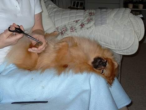 Pomeranian Uno - Drenge kan os gå på skønhedssaloner... ;) billede 7