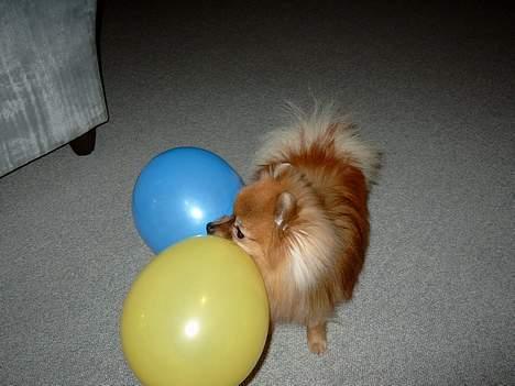 Pomeranian Uno - Hahaaa.. balloner er bare noget skæg noget.. billede 8