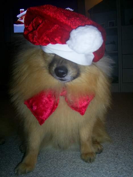 Pomeranian Uno - Christina hvorfor kan du ikke bare være på julekortene i år..?? ... billede 9