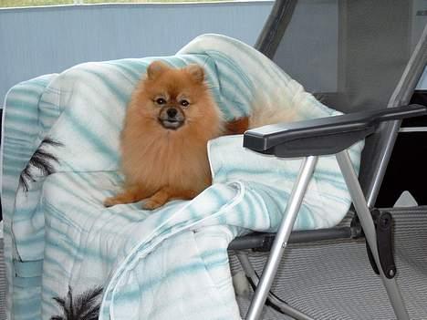 Pomeranian Uno - Camping livet er skønt.. billede 10