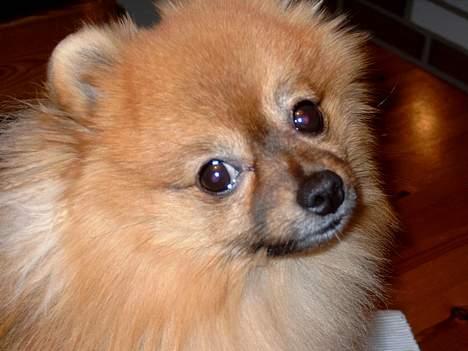Pomeranian Uno - Kom ikke og sig jeg ikke kan se bare lidt sød ud.. :) billede 12